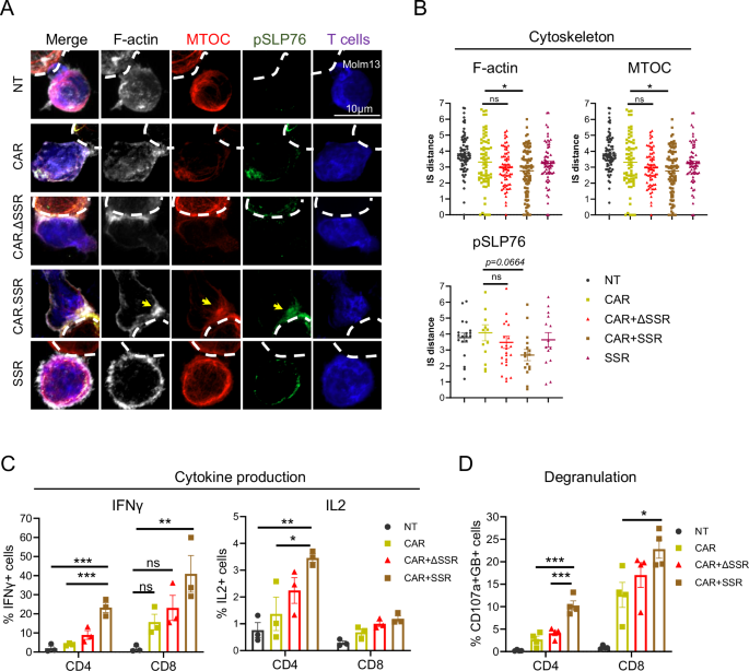 Fig. 3: CD38.SSR enhanced effector function and immune synapse polarization of CAR T cells upon co-culture with antigen-low AML.