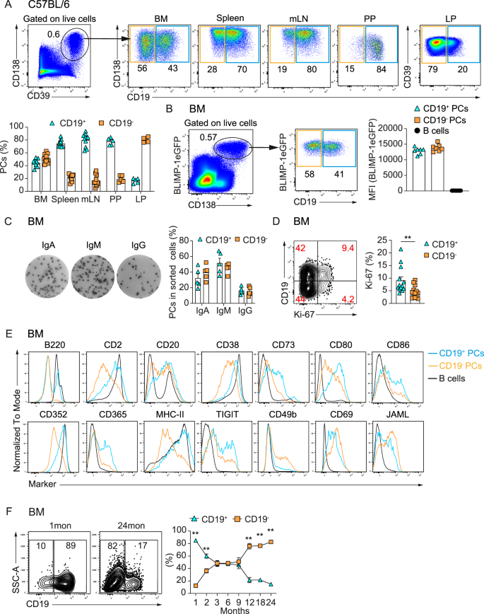 Fig. 1: CD19– PCs are enriched in the BM of human and mouse and accumulate with age in mice.