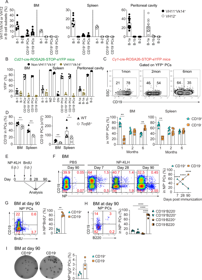 Fig. 2: CD19– BMPCs derive from various B cell subsets upon T-dependent and -independent reactions.