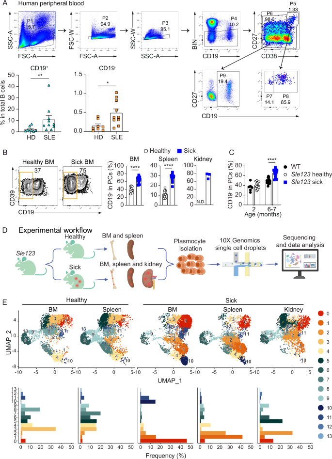 Fig. 3: CD19⁻ PCs accumulate in human SLE blood and in target organs of SLE mice.
