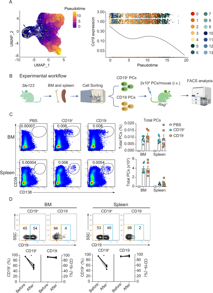 Fig. 5: CD19– PCs are derived from CD19+ PCs.