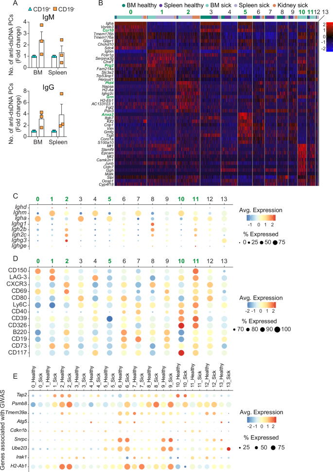 Fig. 6: Single-cell transcriptomic profiling reveals disease- and organ-specific PCs in SLE mice.