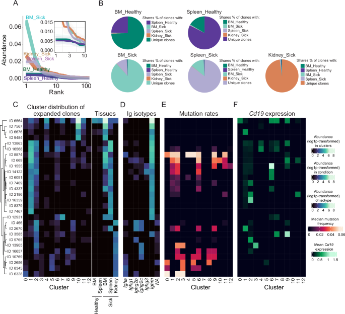 Fig. 7: The most expanded BCR clones in kidney of lupus mice are highly mutated.