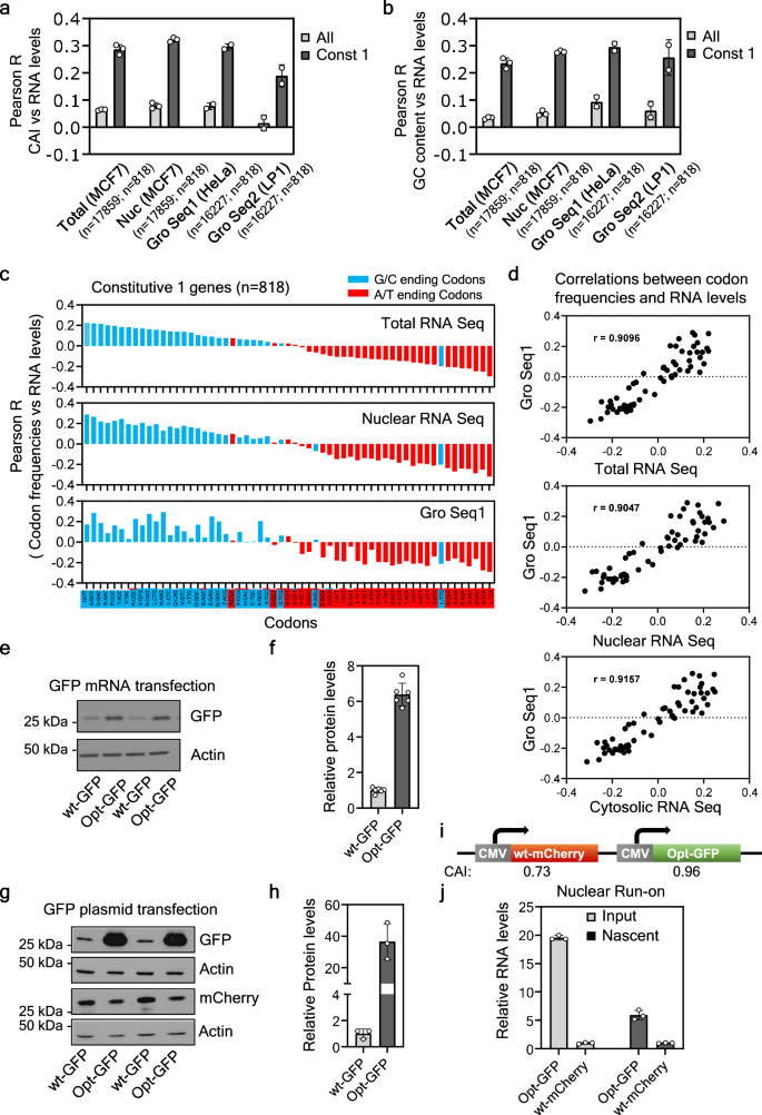 Fig. 1: Genome-wide nuclear impact of codon usage on gene expression.