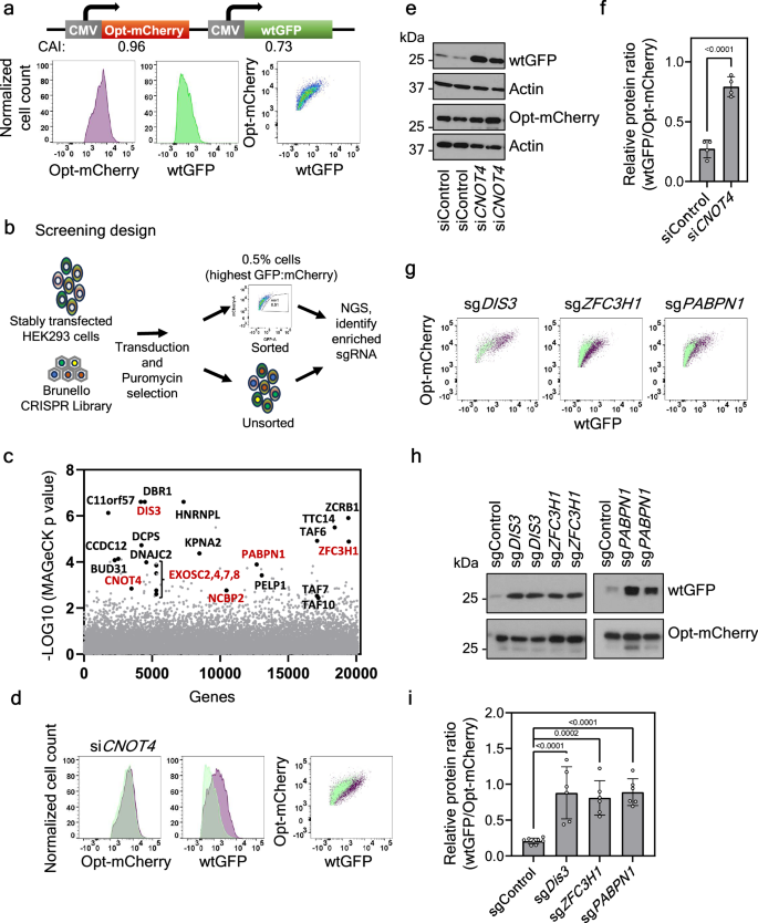 Fig. 2: A genome-wide CRISPR–Cas9 screen identified many nuclear factors regulating codon usage effect on gene expression.