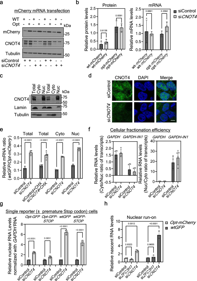 Fig. 3: CNOT4 impacts codon usage effects on reporter gene expression in human cells largely by its nuclear effect on mRNA levels.