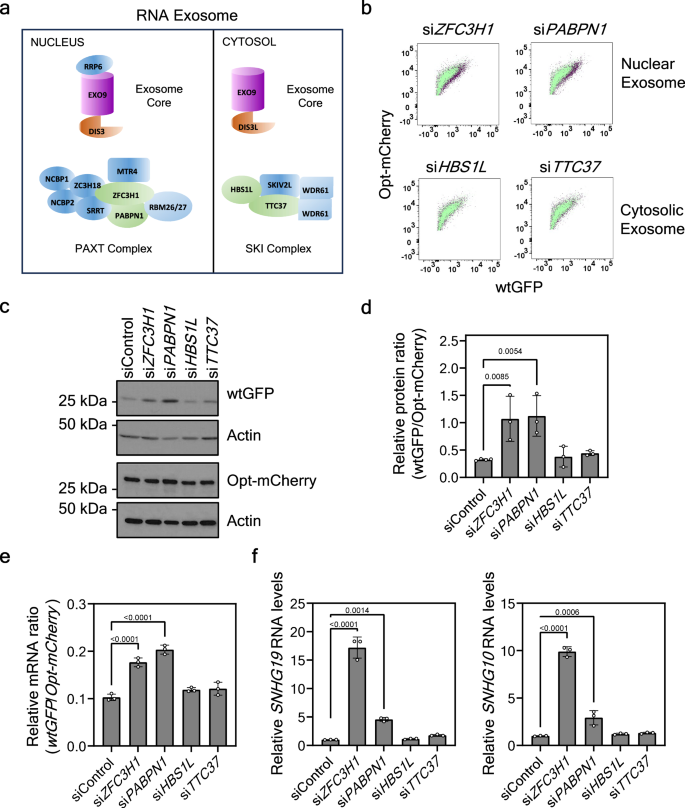 Fig. 5: Nuclear but not cytosolic RNA exosome components participate in mediating the codon usage effect on gene expression.