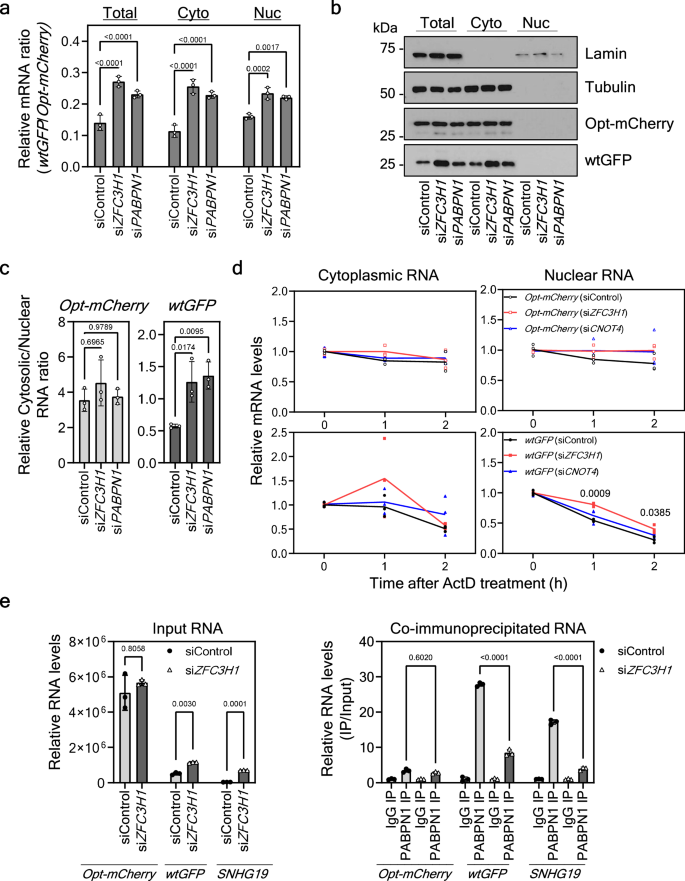Fig. 6: PAXT complex affects codon usage-dependent nuclear mRNA decay.