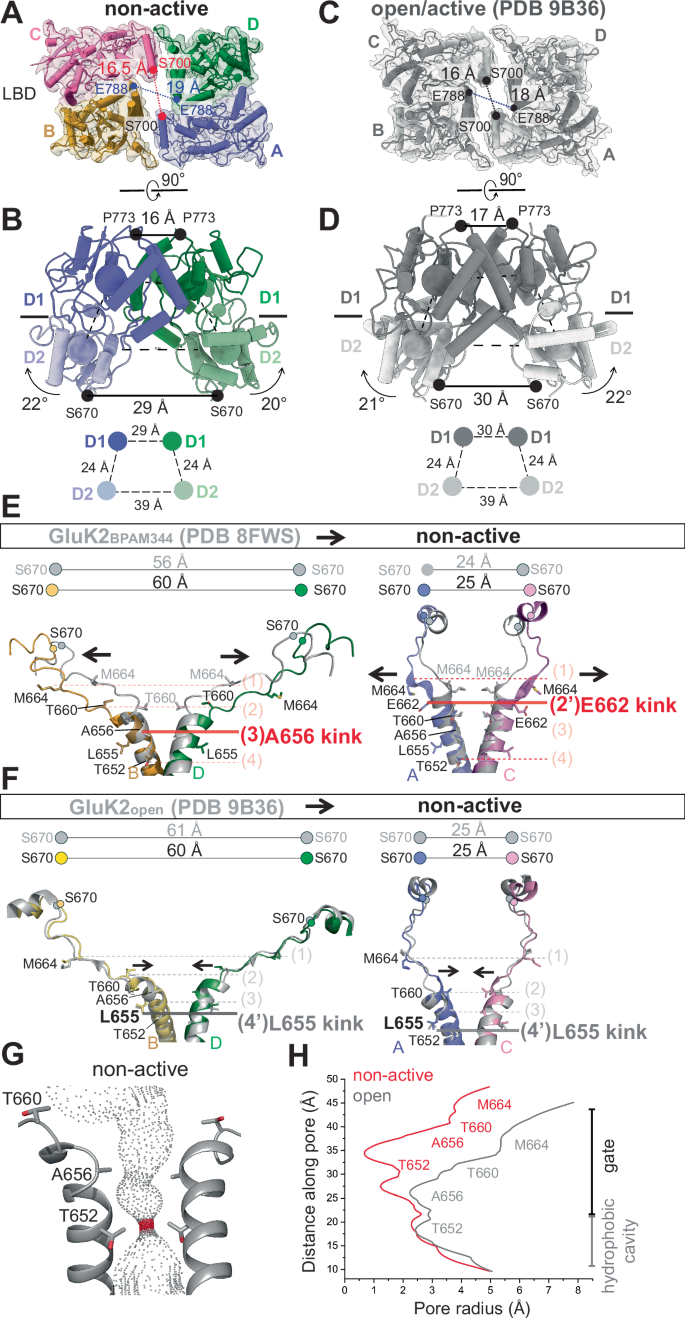 Structural insights into kainate receptor desensitization | Nature Communications Structural insights into kainate receptor desensitization | Nature Communications