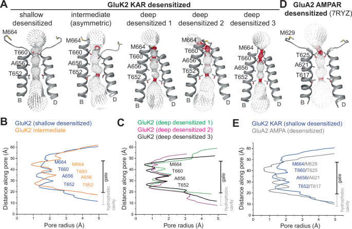 Structural insights into kainate receptor desensitization | Nature  Communications