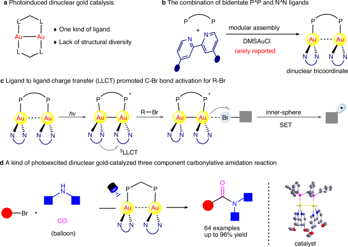 Fig. 1: Design and catalytic applications of dinuclear tricoordinate gold complexes.