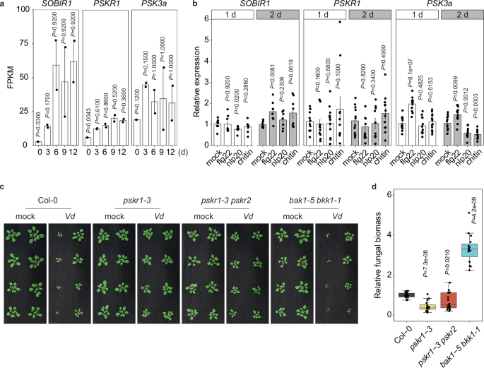 Fig. 1: PSK signaling activation is required for Vd infection.