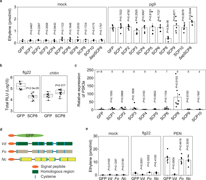 Fig. 2: SCP8 acts as a suppressor of BAK1 dependent immune responses and an inducer of PSK gene expression.