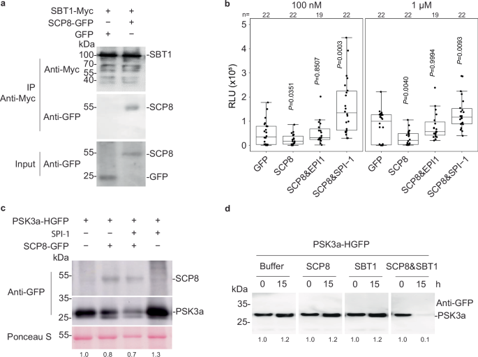 Fig. 5: Digestion of the N. benthamiana PSK3a precursor by SCP8.