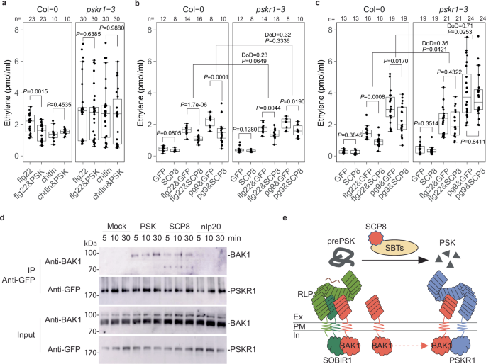 Fig. 6: PTI-suppression and PSK signaling activation in the presence of SCP8 protein.
