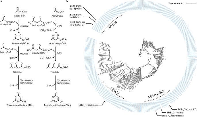 Fig. 1: Biosynthetic pathways for triacetic acid lactone and evolutionary analysis of BktBcn homologs.