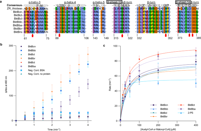 Fig. 2: Protein sequence alignment of selected BktB proteins and the kinetics under different conditions.