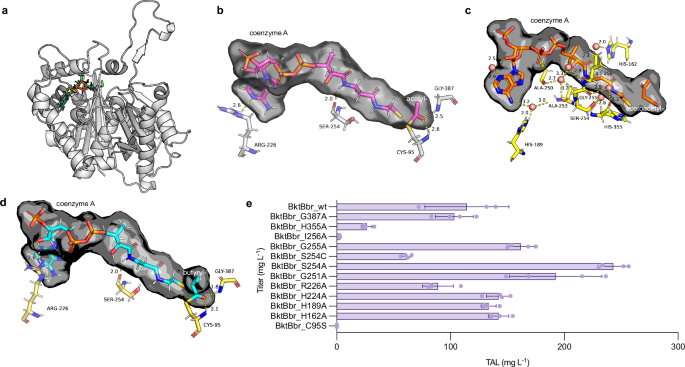 Fig. 6: Structure-based engineering of BktBbr.