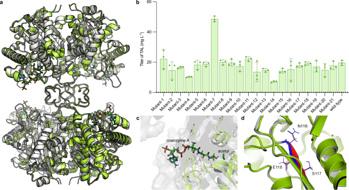 Fig. 7: Enhancing the TAL production of BktBcn via the structure comparison between BktBcn and BktBbr.