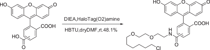 Fig. 10: Synthetic route of Fluo-Halo.