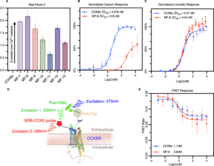 Fig. 1: MF-8 binds to CCKBR with high affinity.
