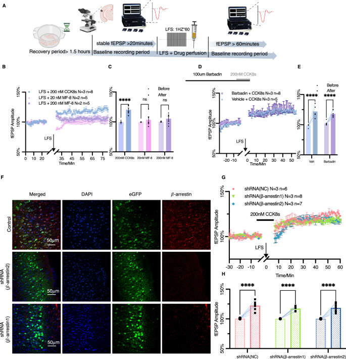 Fig. 2: The CCKBR-LTP in the AC is not dependent on β-arrestin signaling.