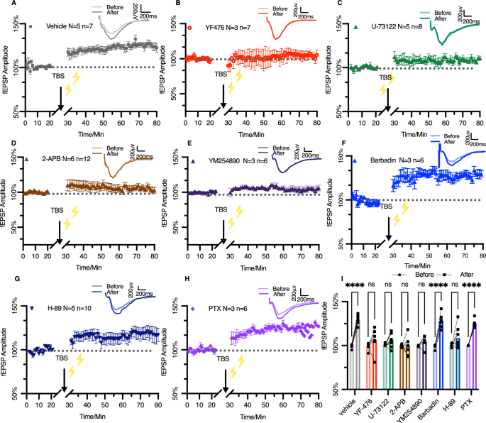 Fig. 3: The CCKBR-mediated LTP in the AC is Gαq/11 and Gαs dependent.