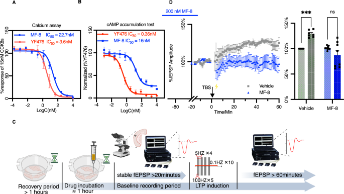 Fig. 7: CCKBR-mediated calcium, cAMP accumulation, and LTP could be blocked by MF-8 with high potency.