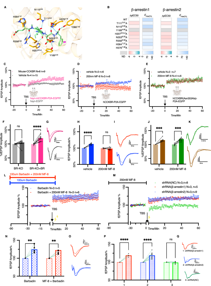 Fig. 8: MF-8 blocks the CCKBR-mediated LTP in a β-arrestin dependent manner.