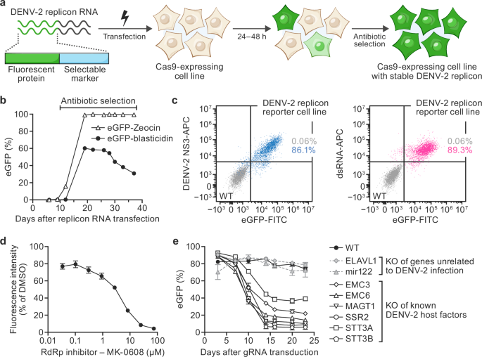 Fig. 1: Generation of a stable and responsive dengue virus type 2 (DENV-2) replicon reporter cell line suitable for genome-wide CRISPR knockout (KO) screening.