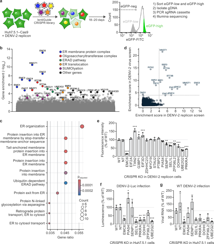 Fig. 2: CRISPR replicon screen identifies known and novel host factors involved in dengue virus type 2 (DENV-2) translation and replication.