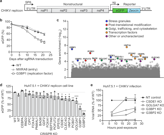 Fig. 3: Genome-wide CRISPR knockout (KO) screen with a stable chikungunya virus (CHIKV) replicon cell line.