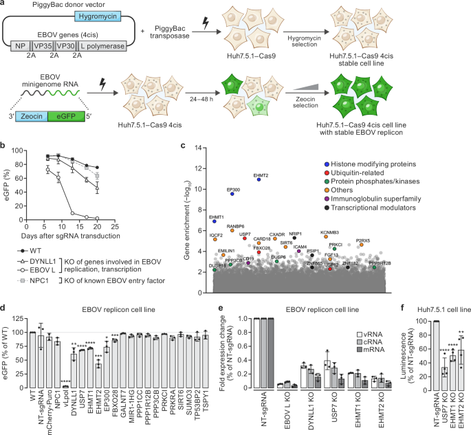 Fig. 4: Genome-wide CRISPR knockout (KO) screen with an Ebola virus (EBOV) replicon cell line.