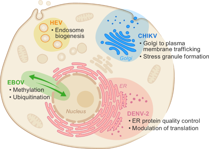 Fig. 5: Distinct verified sets of host factor dependencies for replication of diverse viruses identified in genome-wide CRISPR replicon screens.