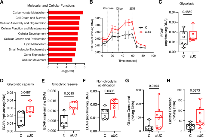 Fig. 3: Higher glycolytic capacity in active UC colonoids during differentiation.
