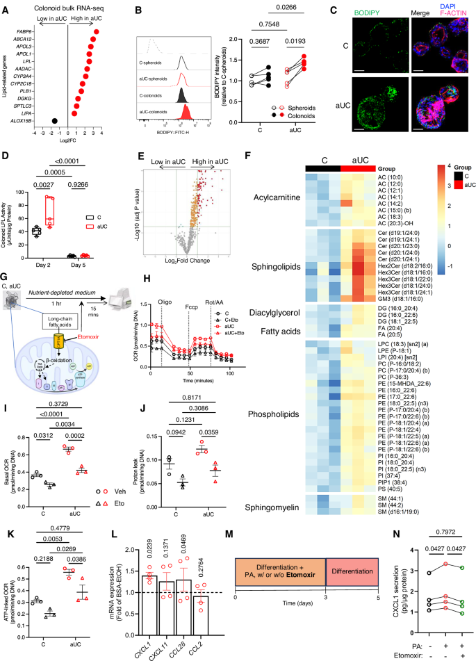 Fig. 4: Dysregulated lipid metabolism supports hypermetabolism in active UC colonoids during differentiation.