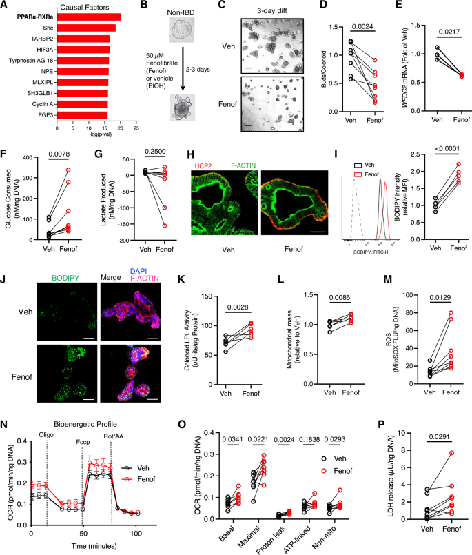 Fig. 5: PPAR-α agonism in non-IBD colonoids induces hypermetabolic stress during differentiation.