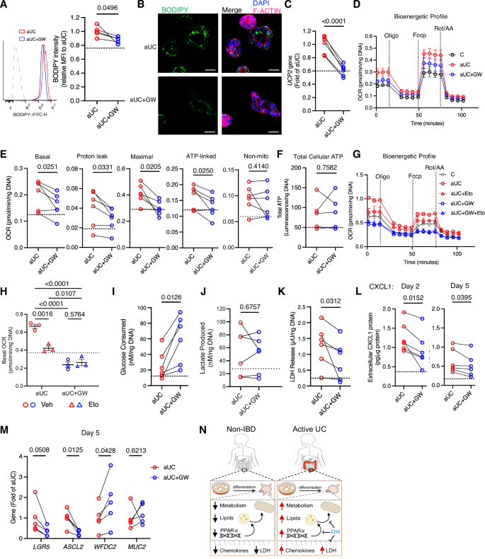 Fig. 6: PPAR-α inhibition reprograms epithelial metabolism and ameliorates hypermetabolic stress in active UC colonoids during differentiation.