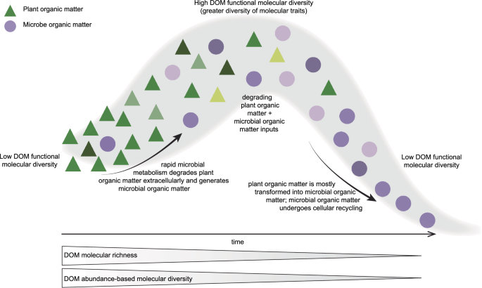 Fig. 8: Conceptual diagram of the effects of decomposition on functional molecular diversity of dissolved organic matter (DOM) over time.
