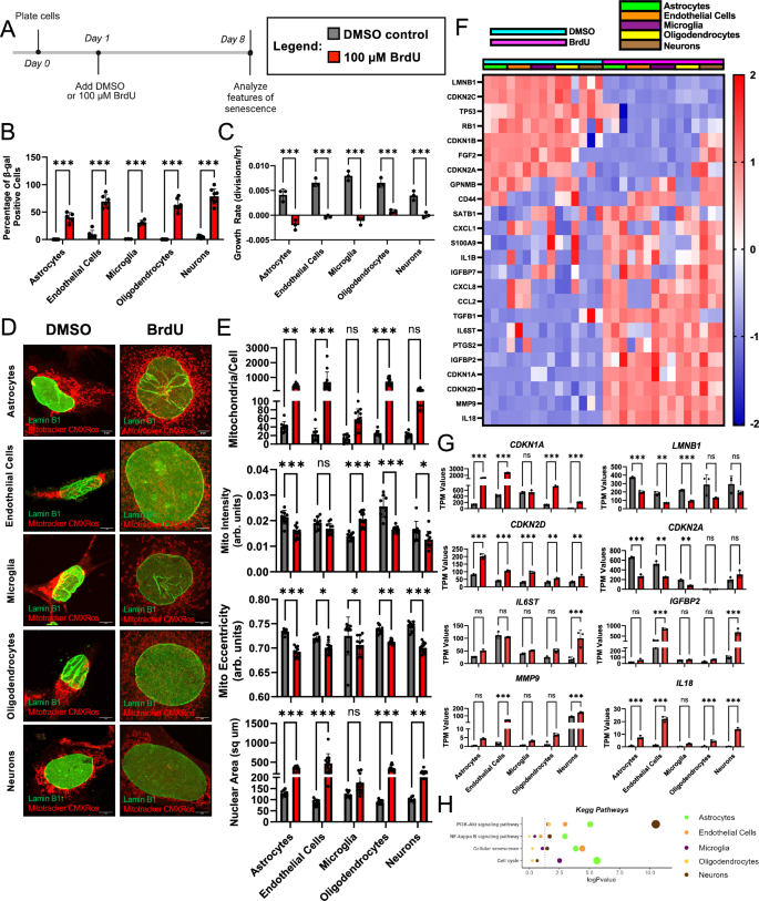 Fig. 1: Induction of a canonical senescence phenotype in human cell lines with BrdU treatment.