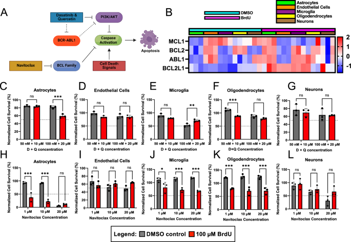 Fig. 2: Induced senescent human cell lines show cell-type-specific responses to senolytic treatment.