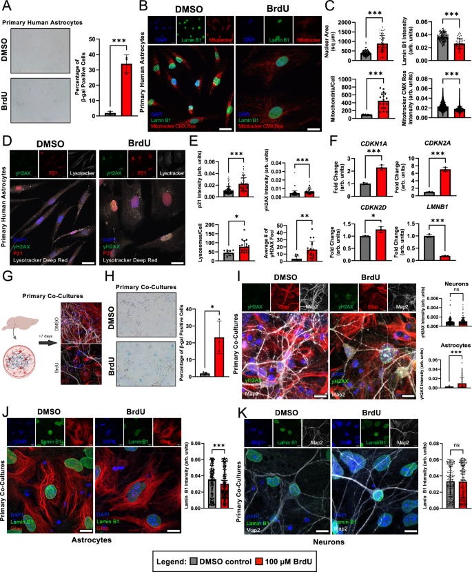 Fig. 3: Induction of senescence in primary human astrocytes and co-cultured primary mouse cells with BrdU treatment.