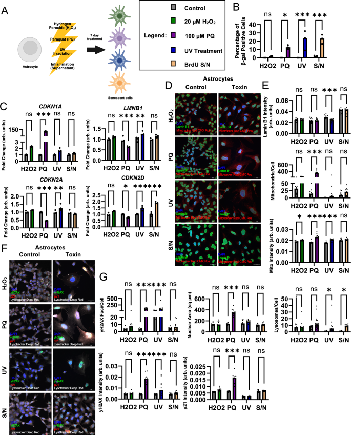 Fig. 4: Toxin-dependent senescence hallmarks in a human astrocyte cell line.