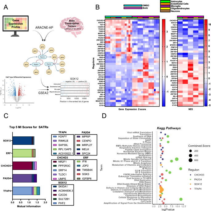 Fig. 6: Regulatory network inference of induced senescent human cell lines allows for the identification of SATRs across cell types.