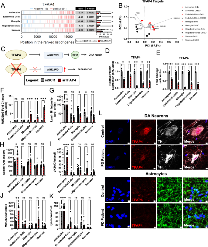 Fig. 7: Cell-type-specific loss of TFAP4 predicts senescence phenotypes in human cell lines and PD patient tissue.