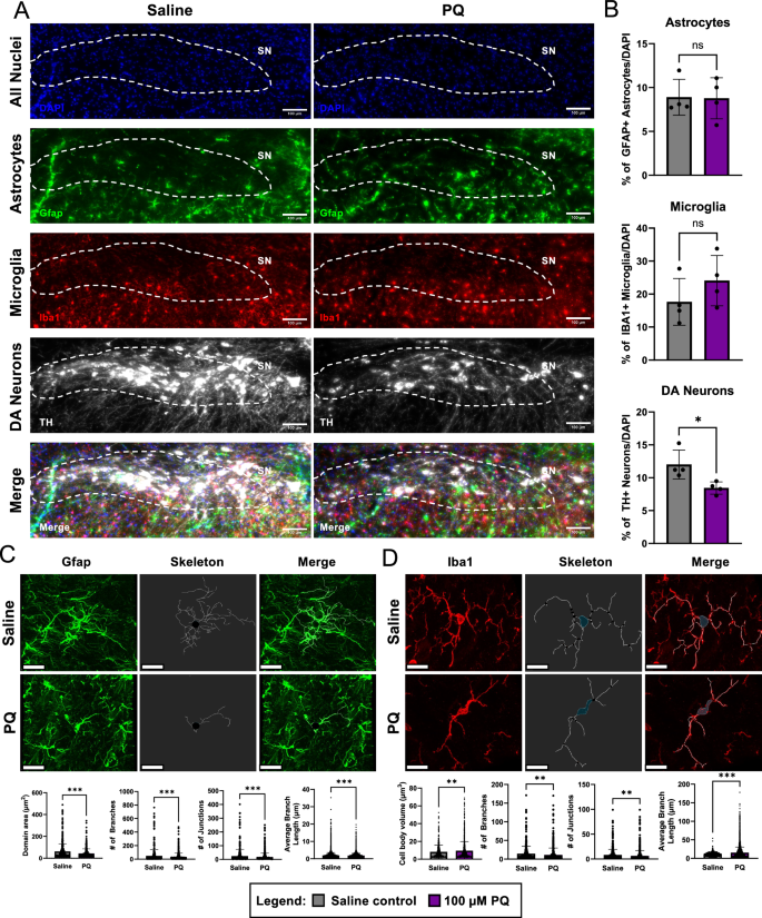 Fig. 8: Paraquat induces DA neuronal loss and morphological changes in glial cells in the midbrain of mice.