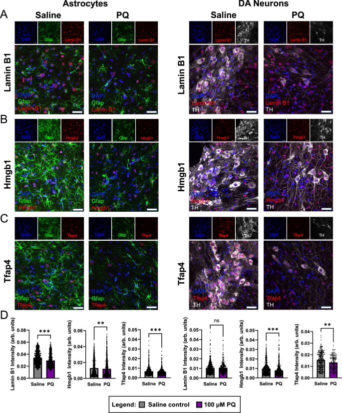 Fig. 9: Paraquat induces senescence hallmarks and alterations in TFAP4 levels in the midbrain of mice.