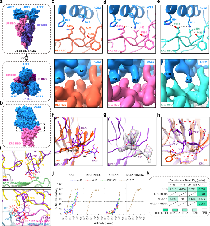 Fig. 3: Receptor interaction of JN.1, KP.2, KP.3 and KP.3.1.1 spike.