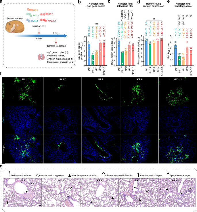 Fig. 6: Intrinsic pathogenicity of JN.1.7, KP.2, KP.3, and KP.3.1.1 in hamsters.