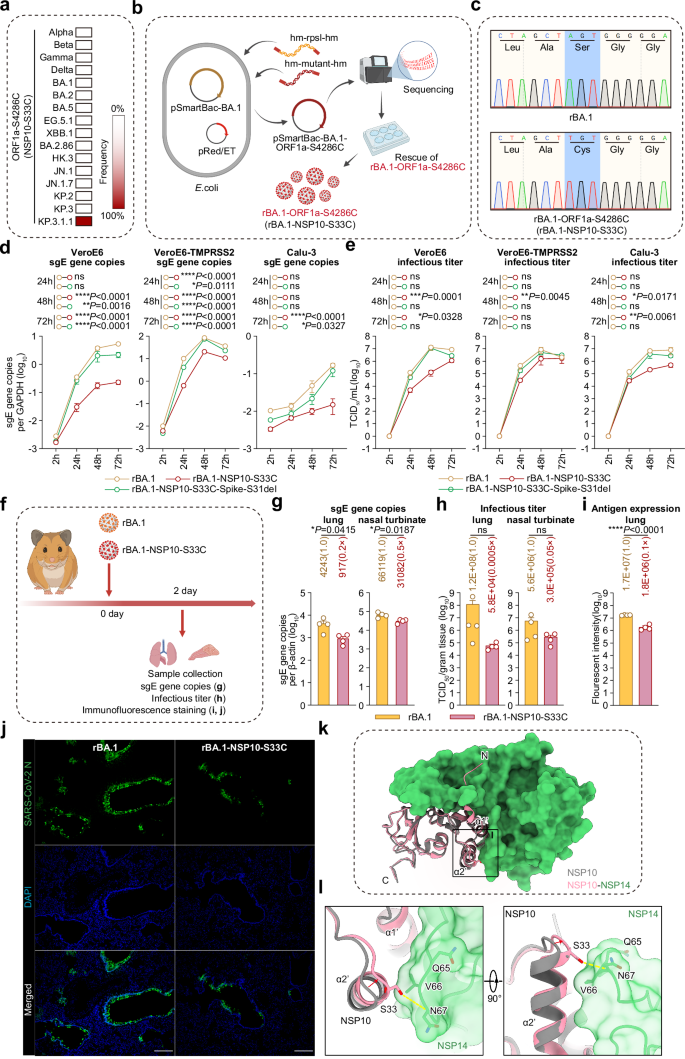 Fig. 7: The role of NSP10-S33C mutation in virus replication in vivo and in vitro.